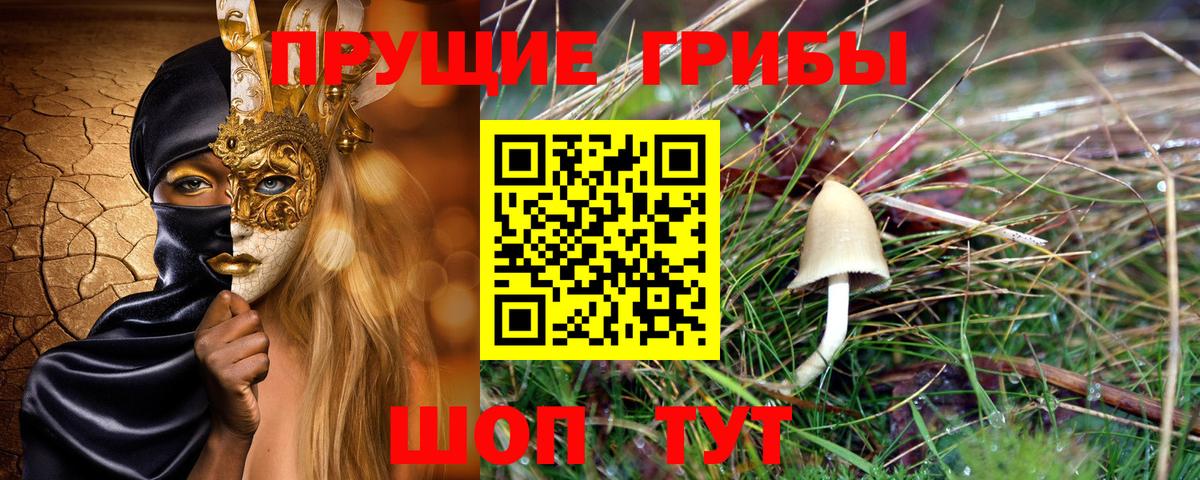 Галлюциногенные грибы Psilocybe Братск